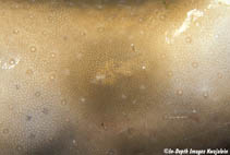 Image of Doridomorpha gardineri (Gardiner\