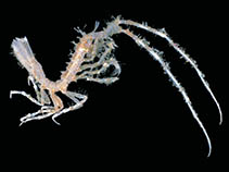 Image of Dolichiscus spinosetosus 