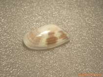 Image of Donax venustus (Lovely Donax)