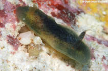 Image of Doris viridis 