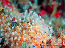 Image of Ectopleura crocea (Pink-mouth hydroid)