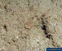 Image of Echinothrix diadema (Blue-black sea urchin)