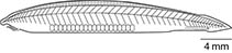 Image of Epigonichthys cultellus 