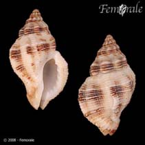 Image of Ergalatax contracta (Contracted rock shell)