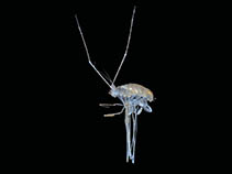 Image of Eurycope vicarius 