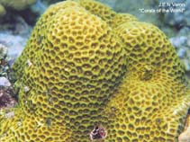 Image of Favites abdita (Large star coral)