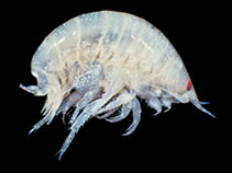 Image of Fuegiphoxus fuegiensis 