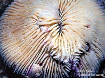 Image of Fungia puishani 