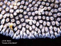 Image of Galaxea astreata (Octopus coral)