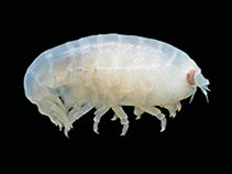 Image of Gainella chelata 