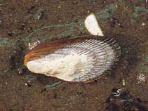 Image of Geukensia demissa (Ribbed mussel)