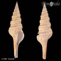 Image of Gemmula unedo 