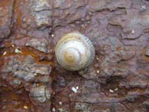 Image of Gibbula cineraria (Grey topshell)