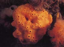 Image of Halichondria bowerbanki (Bowerbanks halichondria)