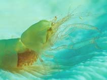 Image of Hamopontonia corallicola (Egg shell shrimp)