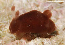 Image of Hallaxa indecora 