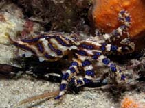 Image of Hapalochlaena maculosa (Southern blue-ringed octopus)