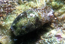 Image of Haloa musetta 
