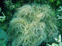 Image of Heteractis crispa (Leathery sea anemone)