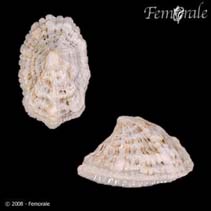 Image of Hemitoma emarginata (Emarginate emarginula)