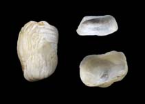 Image of Hiatella australis 