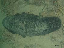 Image of Holothuria nobilis (Black teatfish)
