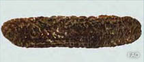 Image of Holothuria spinifera (Brownfish)