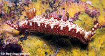 Image of Hypselodoris decorata 