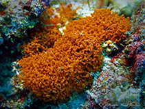 Image of Janusya tubuloreticulosa 