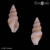 Image of Cryoturris vincula 