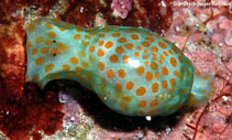 Image of Lamprohaminoea evelinae 