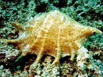 Image of Lambis truncata (Giant spider conch)