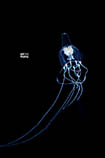 Image of Leuckartiara octonema 