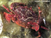 Image of Liocarcinus corrugatus (Wrinkled swimcrab)