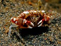 Image of Lissocarcinus laevis (Swimmer crab)