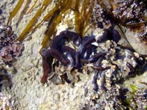 Image of Lineus longissimus (Bootlace worm)