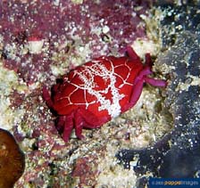 Image of Liomera rubra (Red liomera)