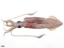 Image of Doryteuthis gahi (Patagonian squid)