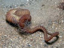Image of Loimia ingens 