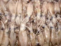 Image of Loliolus japonica (Japanese squid)