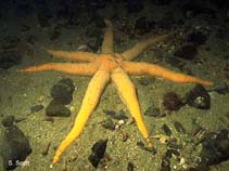 Image of Luidia ciliaris (Seven armed starfish)