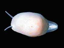 Image of Marseniopsis conica 