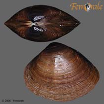 Image of Mactra mera (Plain troughshell)