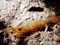 Image of Metapenaeus bennettae (Greentail shrimp)