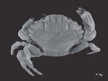 Image of Medaeops granulosus 