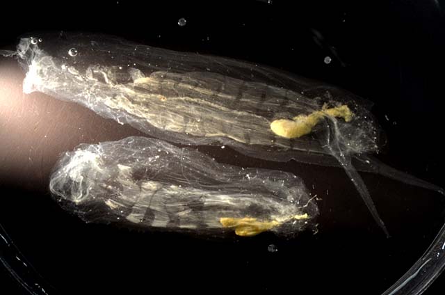Image of Metcalfina hexagona 