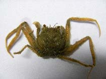Image of Medorippe lanata 