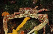Image of Maguimithrax spinosissimus (Channel-clinging crab)