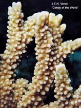 Image of Montipora capitata 