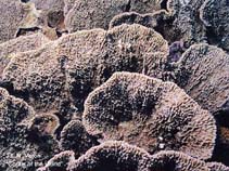 Image of Montipora cebuensis 